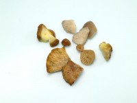 Mixed Forest Mushrooms Mixed Forest Mushrooms