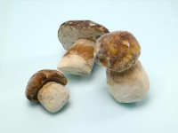 Porcini Whole 2-7cm Porcini Whole 2-7cm