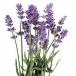 Fresh Lavender Herb Fresh Lavender Herb