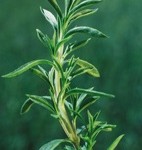 Fresh Savory Herb Fresh Savory Herb