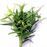 Fresh Tarragon Herb Fresh Tarragon Herb