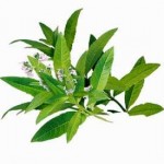 Fresh Verbena Herb Fresh Verbena Herb